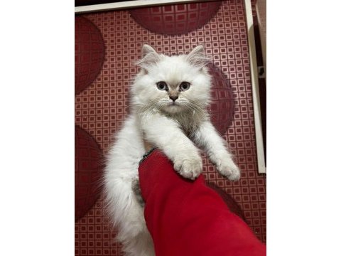 Üst kalite şecereli babadan british longhair