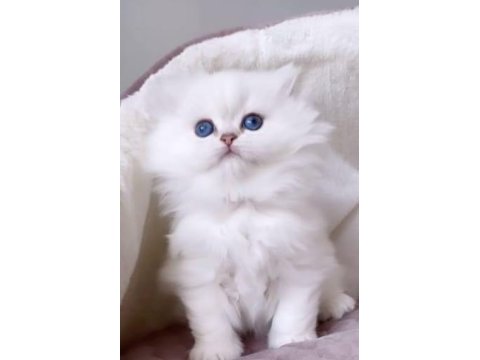 British scottish longhair yavrularımız teslime hazır