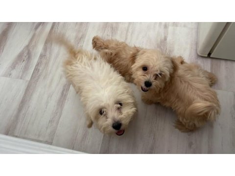 Sağlık ve ırk garantili maltipoo