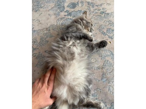 1 yaşında dişi british longhair