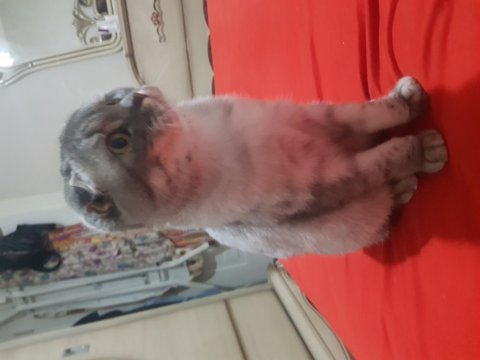 Sahibinden silver black scottish fold
