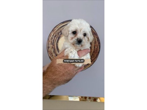 Kore maltese
