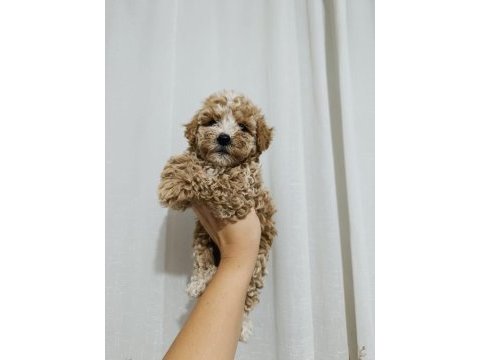 Poodle bebeklerimiz