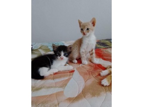 Acil sahiplendirme kedimiz