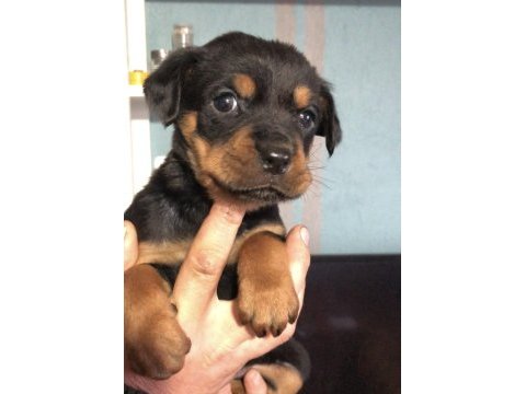Irk ve sağlık garantili macar rottweiler yavru