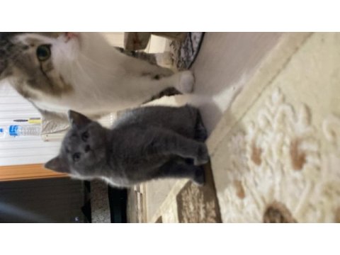 2 aylık tatlı british dik kulak kedimiz yuva arıyor?