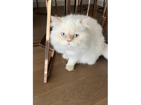 Beyaz british longhair mavi gözlü