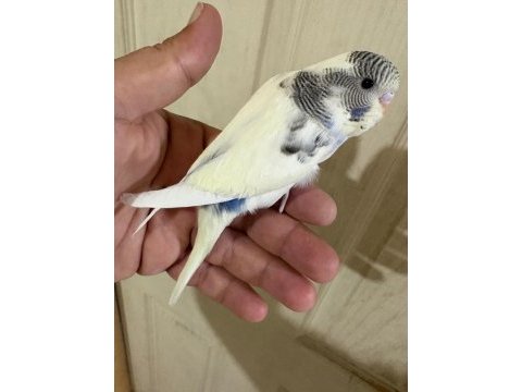 33 günlük dişi bebek muhabbet kuşu