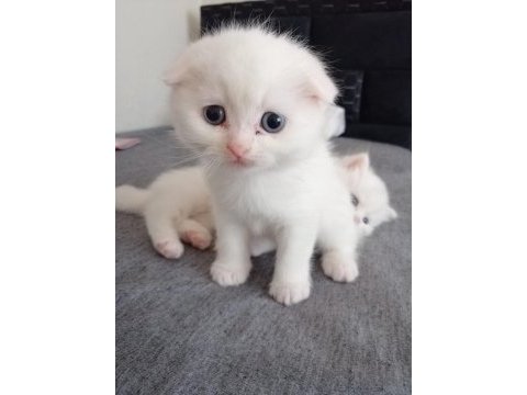 Scottish fold güzellik pofidik