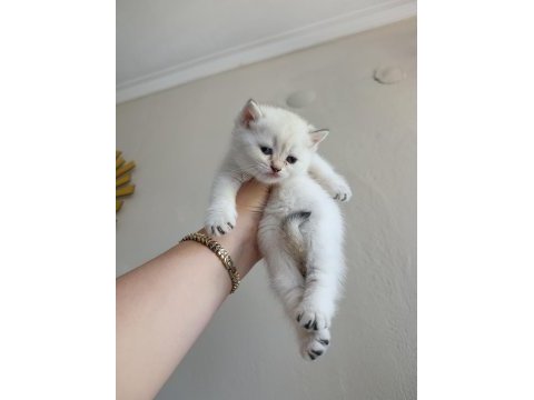 British shorthair uygun