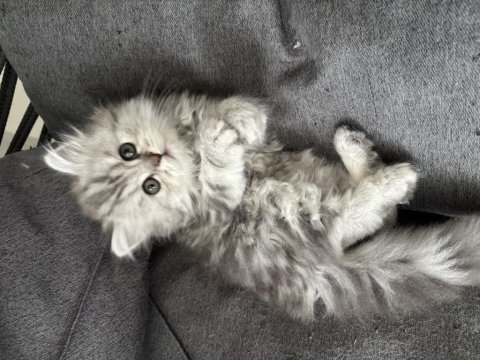 Tatlı british longhair bebeğimiz