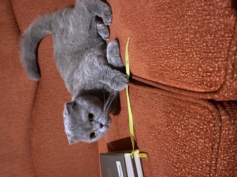 Kehribar gözlü scottish fold