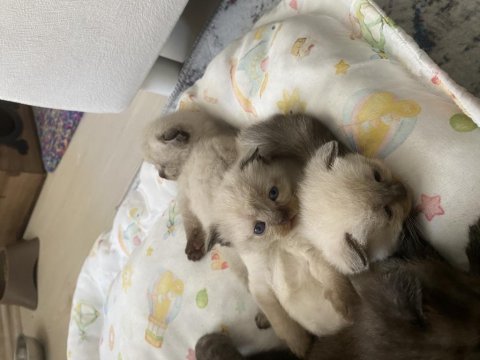 British longhair 5 adet yavrum