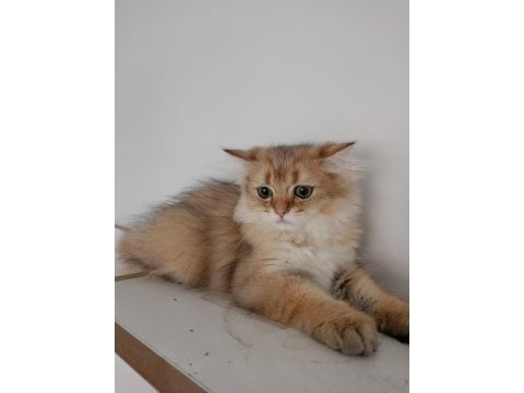 British longhair çok uyguna verilecek