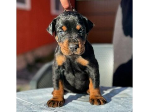 Sahibine bağlı rottweiler yavrular