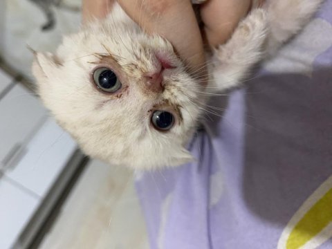 Yeşil gözlü pembe patili erkek scottish fold yavrumuz