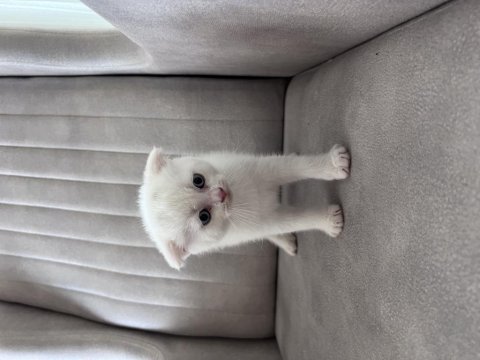Birbirinden güzel british shorthair yavrular