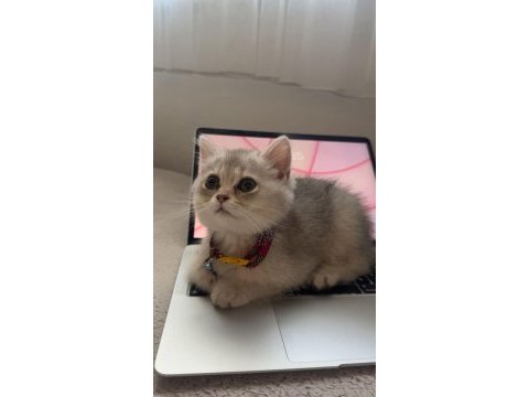 Güzel british shorthair yavrumuza sıcak ev arıyoruz