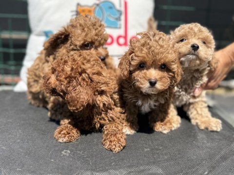 Petmode köpek çiftliğinde ziyarete açık kore maltipoo