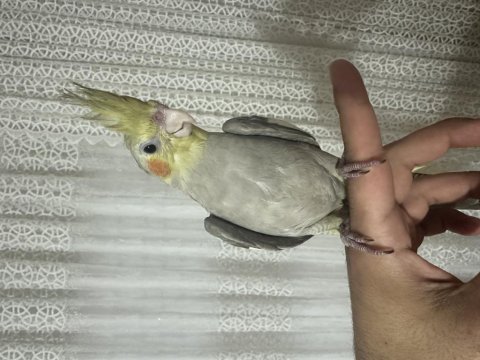 El beslemesi 2 aylık yavru sultan papağanı