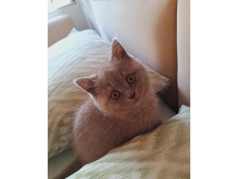 British shorthair lilac yavrumuz
