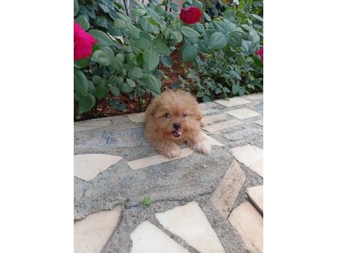 Maltipoo dişi 2.5 aylık