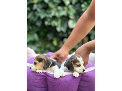Safkan anne ve babadan beagle yavruları