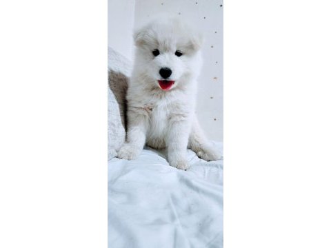 Eşsiz samoyed yavrularımız