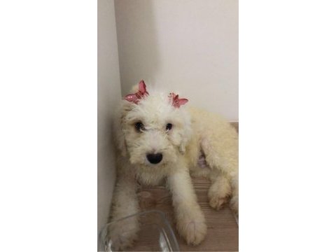 Maltipoo 2,5 aylık