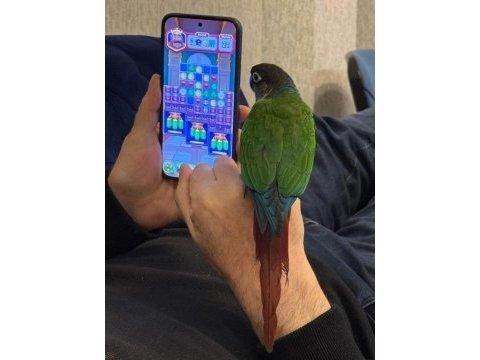 81 ile gönderim vardır konur papağanı evcil