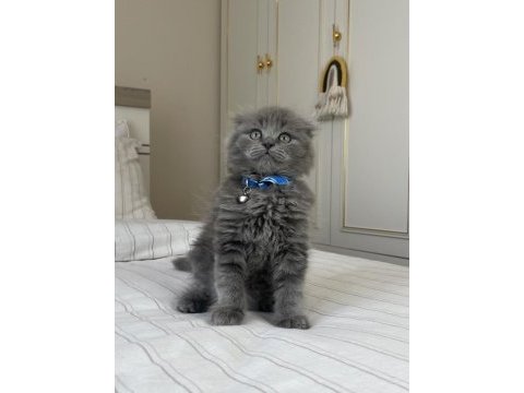 İnsan delisi scottish fold yavrularımız