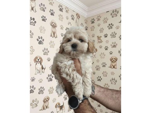 Maltipoo ırkının en iyisini isteyenlere