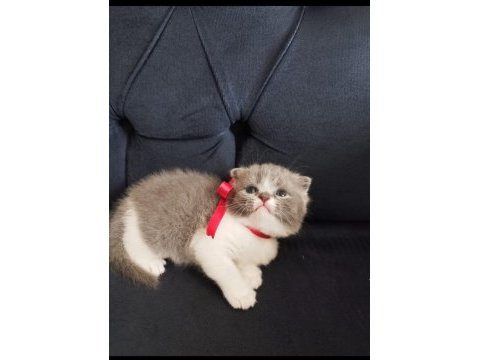 Uygun fiyatlı şecereli cins scottish fold yavruları