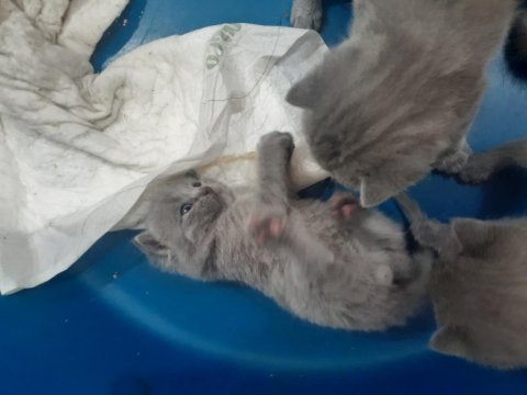 Yavru safkan ingiliz british shorthair