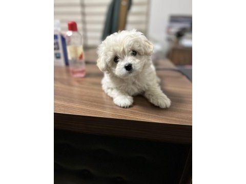 2 buçuk aylık maltipoo