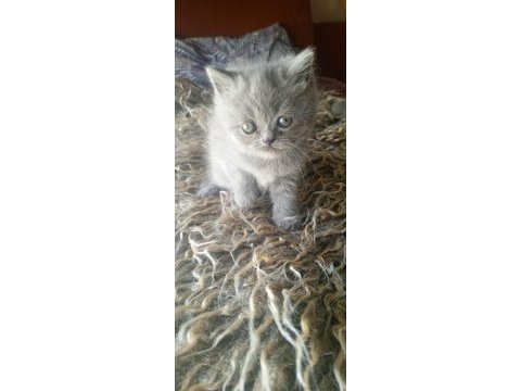 Safkan ırk garantili british shorthair yavrular