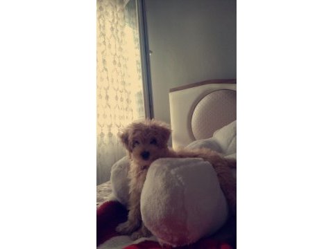 3 aylık maltipoo terrier dişi