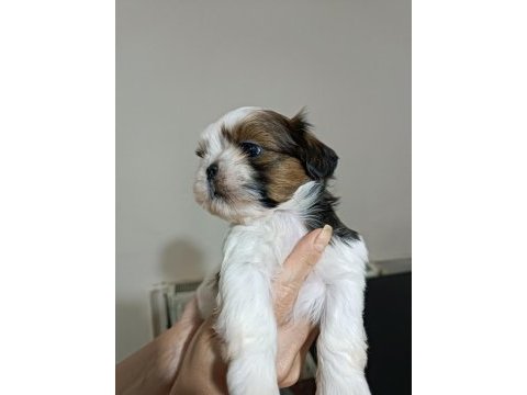 Yetiştirici aileden show lıne shih tzu yavruları