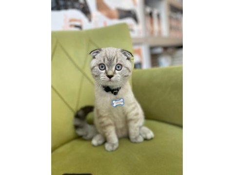 Scottish fold 4 aylık