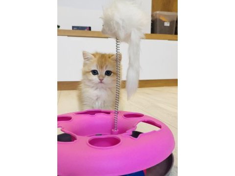 Safkan ny12 british shorthair