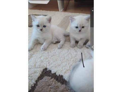 British blue point dişi sağlıklı yavru