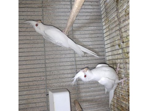 Lutino ve albino sultan papağanı yavrular