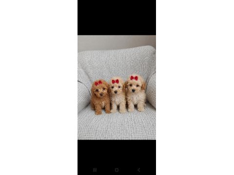 Maltipoo mınık mı mınıkler