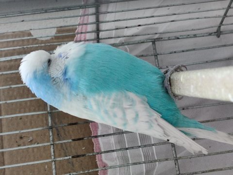 Show jumbo mavi erkek muhabbet kuşu