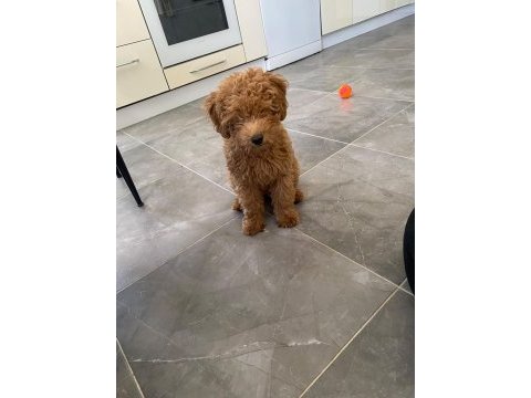 3 aylık maltipoo