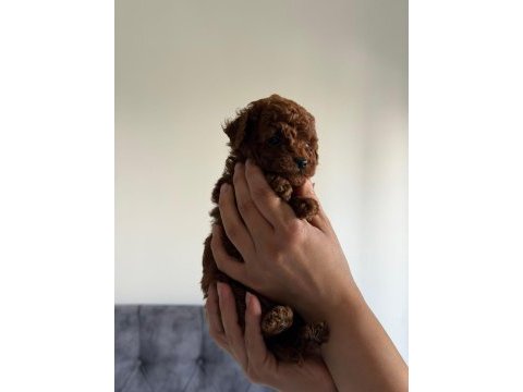 Poodle kalitesinde maltipoo köpeği