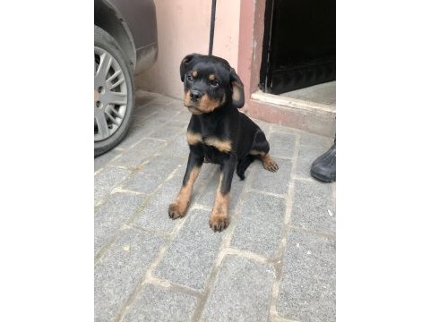 Günü gelen aşıları yapılmış erkek gibi dişi rottweiler