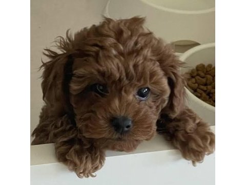Rezerveye açık toy poodle bebek köpeklerim