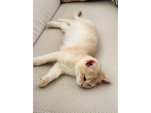 Şecereli british shorthair ay-12