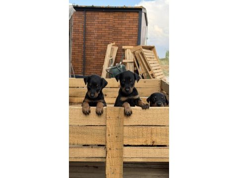 Üst seviye doberman yavruları
